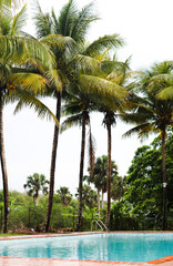 Fototapeta na wymiar Palm trees by swimming pool.