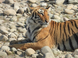 TIGER - CORBETT NATIONAL PARK