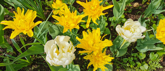 Naklejka na ściany i meble White double and yellow tulips with sharp petals. The festival of tulips on Elagin Island in St. Petersburg.
