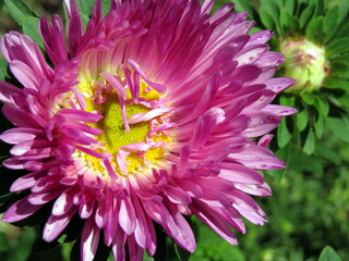 Purple Aster flower bloom