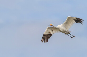 Fototapeta na wymiar Whooping Crane