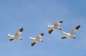 Flying Snow goose