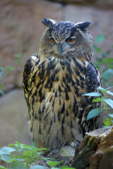 Der Uhu (Bubo bubo) ist die größte Eulenart weltweit. Er lebt in Europa und Asien und nistet in Felswänden. Er hat Federohren und orange-gelbe Augen. In Märchen und Sagen gelten Uhus als weise.