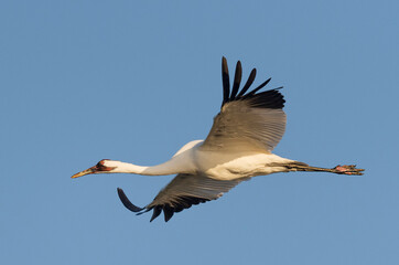 Whooping crane in Flight © Puttaswamy