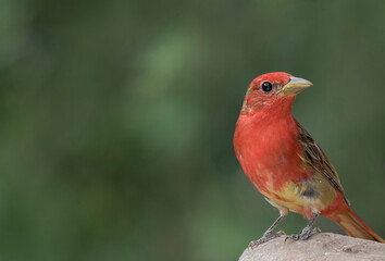 Summer tanager