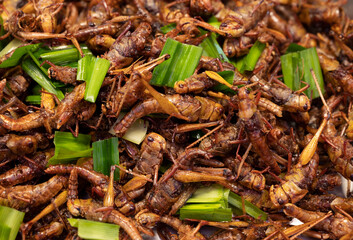Close-up of a famous crispy fried insects street food of Thailand.