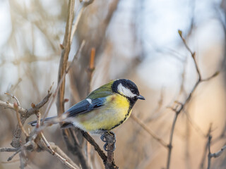 Cute bird Great tit, songbird sitting on a branch without leaves in the autumn or winter.