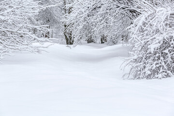 beautiful winter landscape with snow-covered trees in deep snowdrifts
