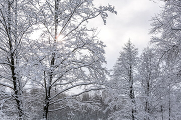snowy winter landscape with bare trees, covered by fluffy white snow and sun