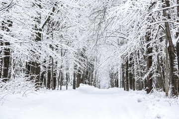 Fototapeta premium road through snow-covered beech tree forest. winter wonderland.
