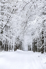 Obraz premium beautiful snow-covered road in winter beech forest. winter park in snow.