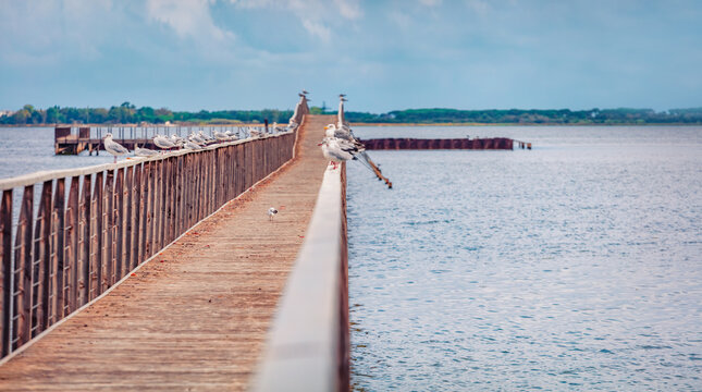Seagulls sit on the railing of wooden bridge on Lesina lake, 22-km-long, biodiverse lagoon with a walkway, wildlife-observation deck and large eel population. Beauty of nature concept background.