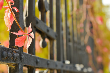 Old fence with Virginia creeper outdoors, closeup