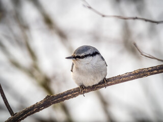 Eurasian nuthatch or wood nuthatch, lat. Sitta europaea, sitting on a tree branch with a blurred background.