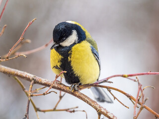Obraz premium Cute bird Great tit, songbird sitting on a branch without leaves in the autumn or winter.