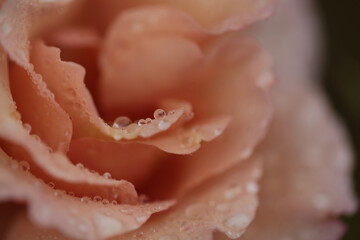 薔薇の花びらについた水滴