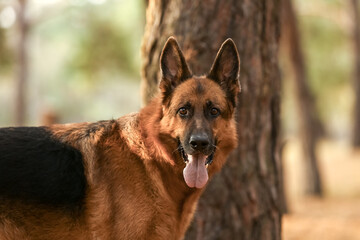 Naklejka premium Cute German Shepherd dog outdoors