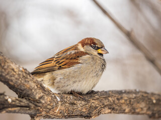 Sparrow sits on a branch without leaves.