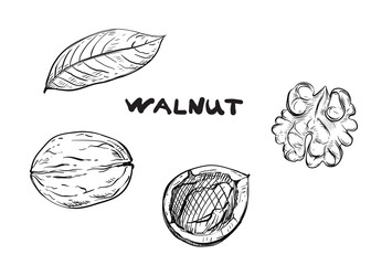 Hand drawn sketch black and white set of walnut, shell, leaf. Vector illustration. Elements in graphic style label, card, sticker, menu, package. Engraved style illustration.