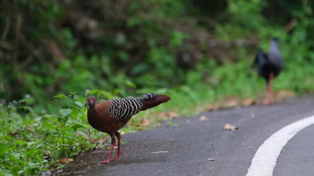 Seen walking on the pavement looking for some food while the male walks away' Siamese Fireback, Lophura diardi, Khao Yai National Park, Thailand.