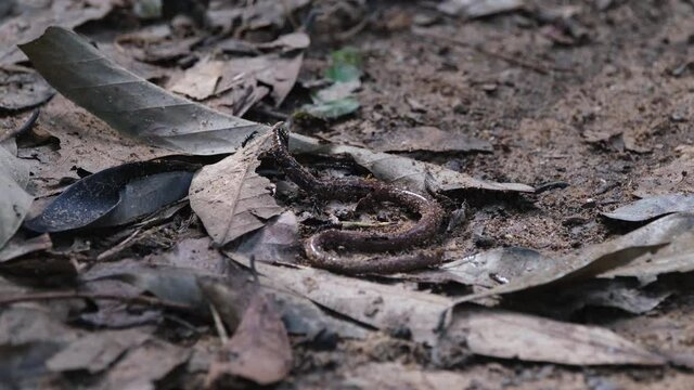 An Earthworm seen coiling its body in pain as the black army of ants attacked it together;  Razorjaw Ants, Leptogenys, Khao Yai National Park, Thailand.