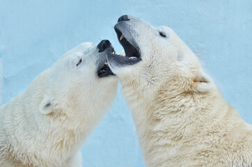 Polar bears play with each other