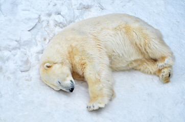 A polar bear is lying in the snow