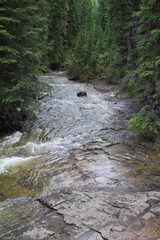 stream in the forest, Nordegg, Alberta