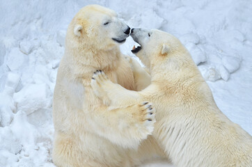 Obraz na płótnie Canvas Polar bears play with each other