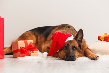 Cute German Shepherd dog in Santa hat and with Christmas gifts at home