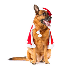 Cute German Shepherd dog in Santa costume on white background