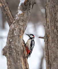 Little woodpecker sits on a tree trunk with snow in winter. The great spotted woodpecker, Dendrocopos major