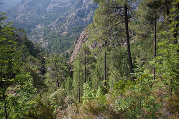 Fototapeta na wymiar Bonifato forest near Calvi Corsica in the Balagne region