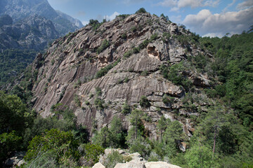 Bonifato forest near Calvi Corsica in the Balagne region