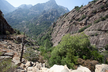Bonifato forest near Calvi Corsica in the Balagne region