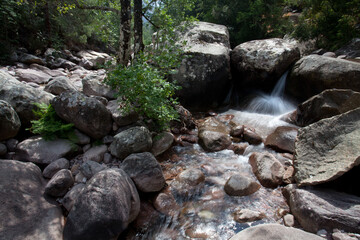 Bonifato forest near Calvi Corsica in the Balagne region