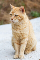 Cute brown cat 