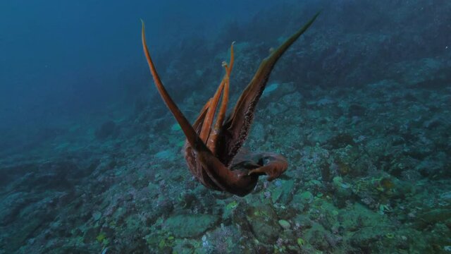Giant Pacific octopus Enteroctopus dofleini with The Yellow Irish lord (Hemilepidotus hemilepidotus) underwater in cold Japan sea