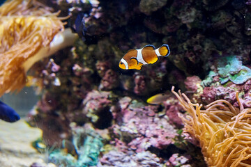Naklejka na ściany i meble colorful tropical clownfish swimming happily in warm water aquarium