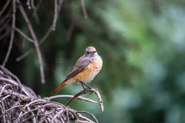 Fototapeta premium The common redstart female, Phoenicurus phoenicurus, is photographed in close-up sitting on a branch against a blurred background.