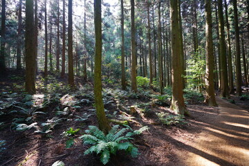 a dense mystic forest in the refreshing sunlight