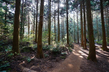 a path through a sunny cedar forest