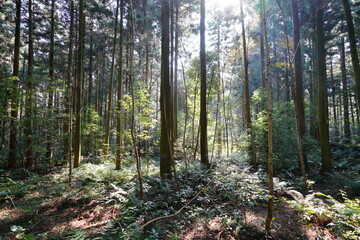 Fototapeta premium a refreshing cedar forest in the sunlight