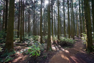 a path through a sunny cedar forest