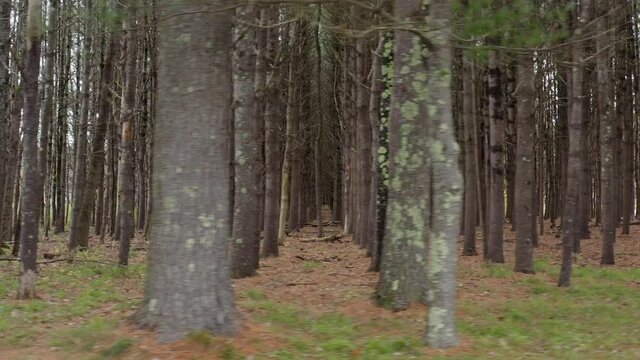 Aerial footage of Appys Acres woodlands - North Berwick, Maine