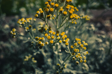 silver ragwort