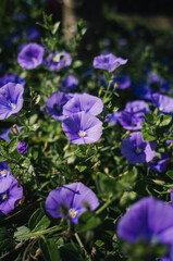 blue rock bindweed