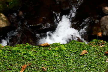 自然豊かな風景