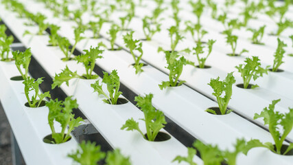 Fresh vegetables in hydroponic greenhouse farm , clean food and healthy eating concept