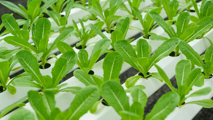 Fresh vegetables in hydroponic greenhouse farm , clean food and healthy eating concept